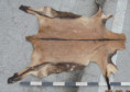 /album/zvirata-kuze-kozesiny-animals-skins-fur-leather/rk-370-info-jpg/